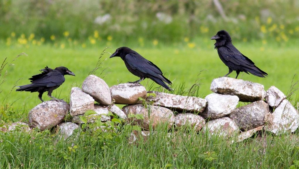 KORP Foto: PG Bentz/Sturnus Namn Korp (Raven) Corvus corax Längd (cm) 54-67 Vingspann (cm) 115-130 Förekomst/säsong Året runt. Främst på fält och i närhet till skog. Lever i par.