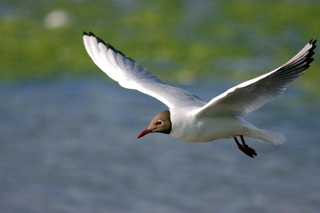 SKRATTMÅS Foto: PG Bentz/Sturnus Namn Skrattmås (Black-headed Gull) Chroicocephalus ridibundus Längd (cm) 35-39 Vingspann (cm) 85-100