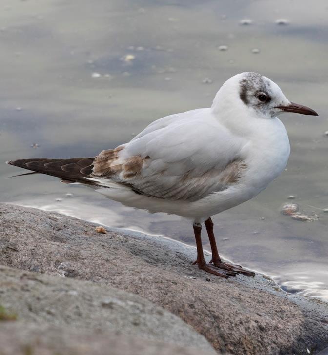 Förekommer ofta på ängar och de flockas kring traktorer som plöjer upp en åker.