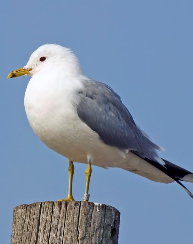 FISKMÅS Foto: PG Bentz/Sturnus Namn Fiskmås (Common Gull) Larus canus Längd (cm) 40-46 Vingspann (cm) 100-115 Förekomst/säsong Kännetecken Liknande arter Året runt.
