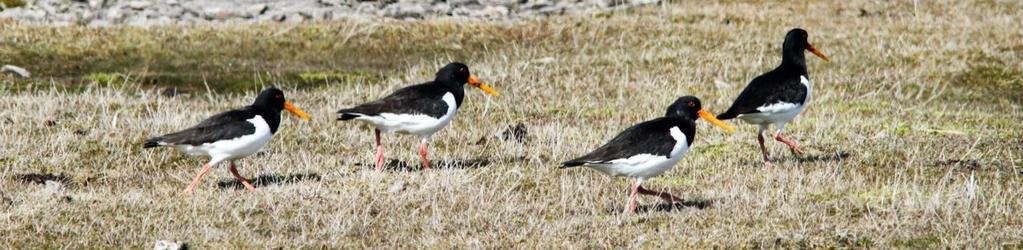 STRANDSKATA Foto: Martin Ekenstierna Namn Strandskata (Oyster Catcher) Haematopus ostralegus Längd (cm) 39-44 Vingspann (cm) 72-83 Förekomst/säsong Kortflyttare.