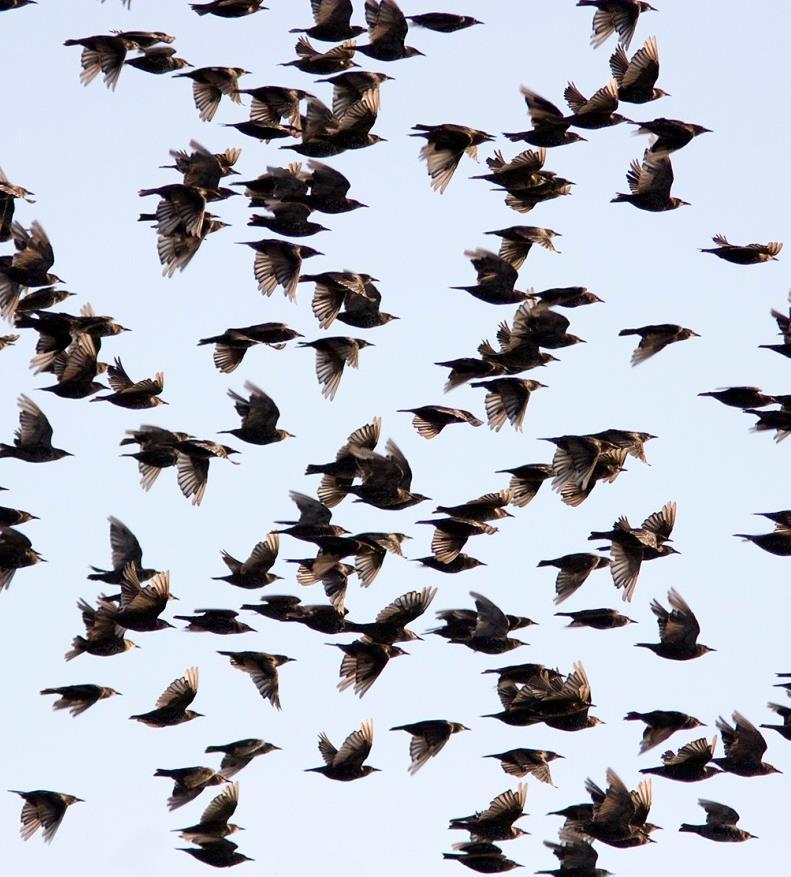 STARE Foto: PG Bentz/Sturnus Namn Stare (Starling) Sturnus Vulgaris Längd (cm) 19-23cm Vikt 75-85g Vingspann (cm)