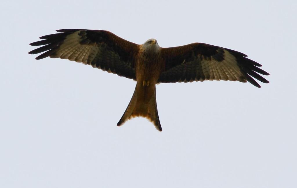 RÖD GLADA Foto: Martin Ekenstierna Namn Röd glada (Red Kite) Milvus milvus Längd (cm) 60-70 Vingspann (cm) 170-185 Förekomst/säsong Året runt. Men främst sommarhalvåret.
