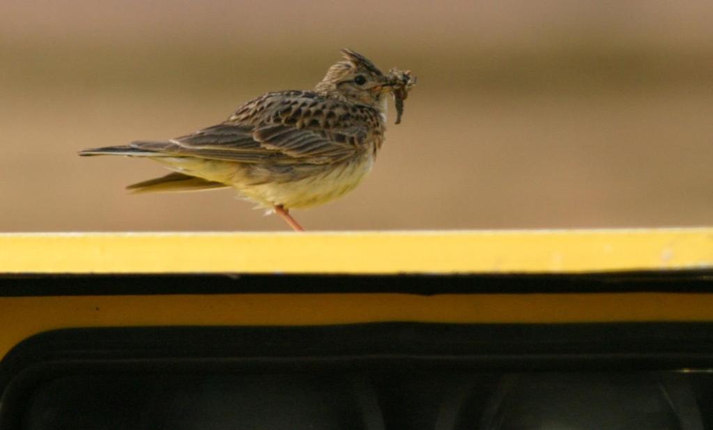 SÅNGLÄRKA Foto: Martin Ekenstierna Namn Sånglärka (Sky lark) Alauda arvensis Längd (cm) 16-18 Vingspann (cm) 30-36