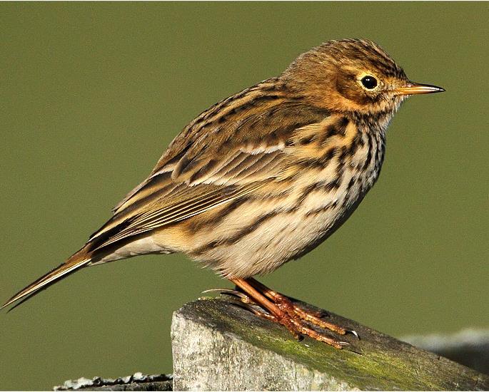 ÄNGSPIPLÄRKA Foto: Okänd/Internet Namn Ängspiplärka (Meadow Pipit) Anthus