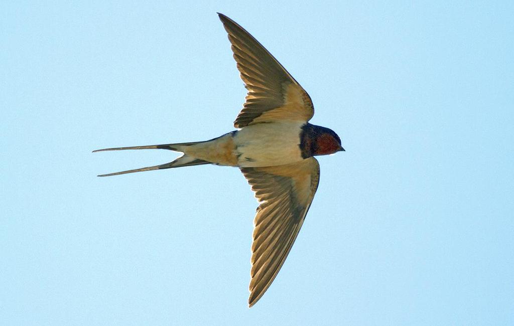 LADUSVALA Foto: PG Bentz/Sturnus Namn Ladusvala (Barn Martin) Hirundo rustica Längd (cm) Vingspann (cm) 32-35 Förekomst/säsong 17-19 (inkl 2-7cm stjärtspröt) Vanlig i sverige från slutet av april