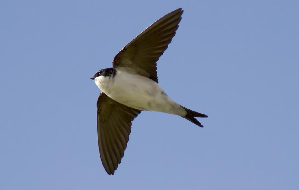 HUSSVALA Foto: PG Bentz/Sturnus Namn Hussvala (House Martin) Delichon urbicum Längd (cm) Ca 13 Vingspann (cm) 26-29 Förekomst/säsong Vanlig i Sverige från slutet av april till september.