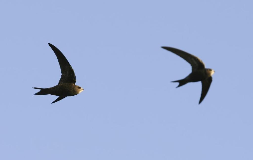 TORNSEGLARE Foto: PG Bentz/Sturnus Namn Tornseglare (Swift) Apus apus Längd (cm) 16-17 Vingspann (cm) 40-44 Förekomst/säsong Kommer i början på maj och flyttar i slutet av augusti. Boet under takåsar.