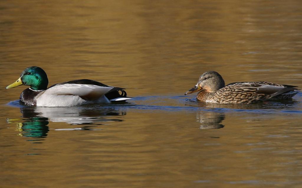 GRÄSAND Foto: PG Bentz/Sturnus Namn Gräsand (Mallard) Anas platyrhynchos Längd (cm) 55-60 Vingspann (cm) 81-95 Förekomst/säsong Hela året. Bo oftast nära vatten men kan även häcka bland byggnader.