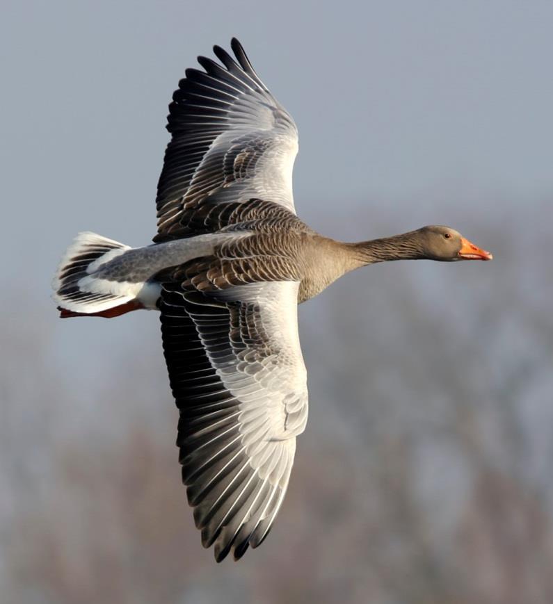 GRÅGÅS Foto: PG Bentz/Sturnus Foto: PG Bentz/Sturnus Namn Grågås (Greylag goose) Anser anser Längd (cm) 74-84