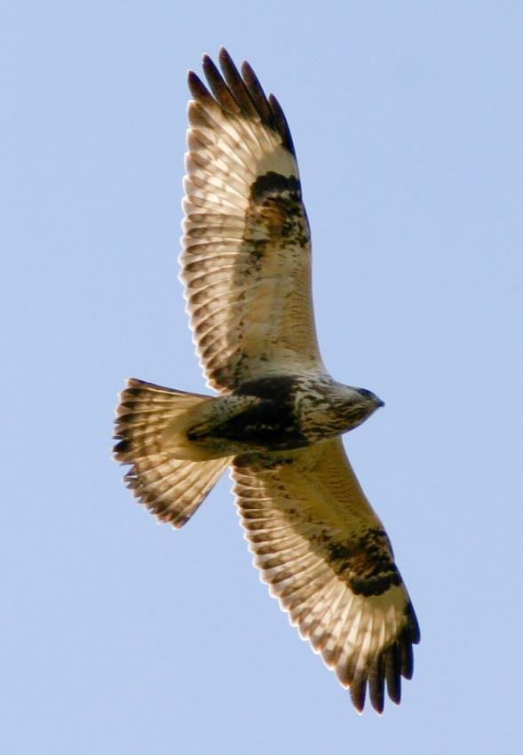 ORMVRÅK Foto: Martin Ekenstierna Namn Ormvråk (Common Buzzard) Buteo Buteo Längd (cm) 45-60 Vingspann (cm) 110-135 Förekomst/säsong Kännetecken Liknande arter Flyttfågel (kortflyttare) men finns