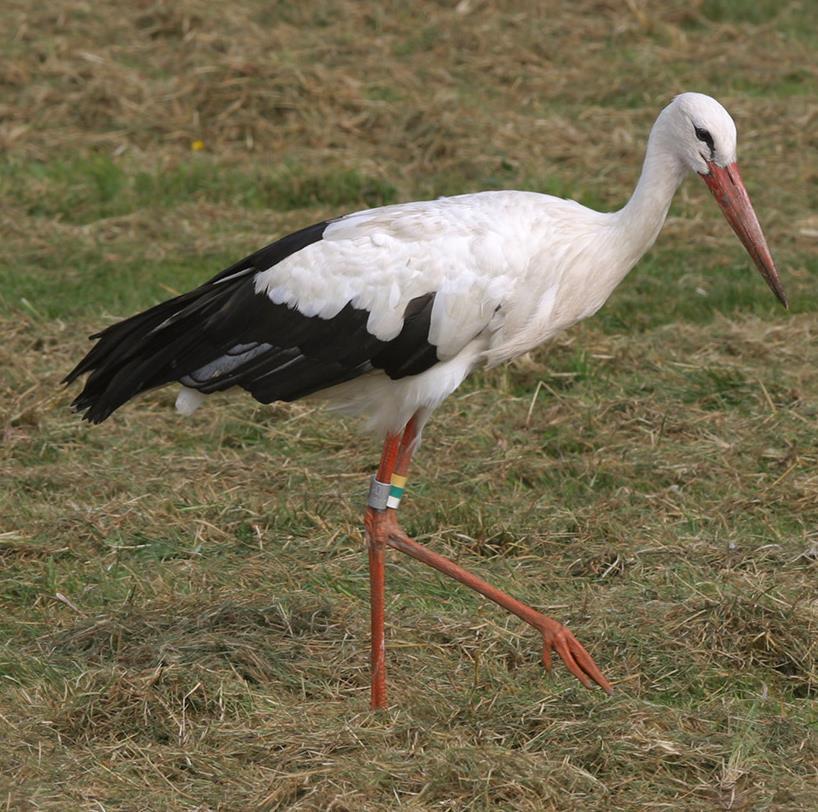 VIT STORK Foto: PG Bentz/Sturnus Namn Längd (cm) Vingspann (cm) Förekomst/säsong Kännetecken Vit Stork (White Stork) Ciconia Ciconia