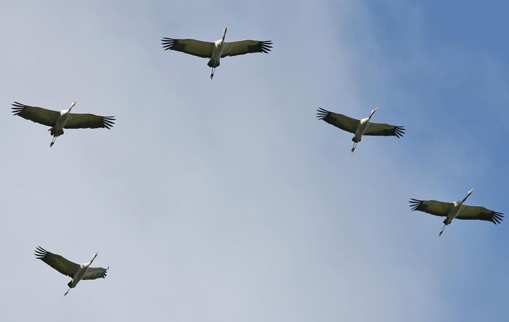 TRANA Foto: PG Bentz/Sturnus Namn Längd (cm) Vingspann (cm) Trana (Common Crane) Grus Grus 96-119cm 180-222cm Förekomst/säsong Övervintrar i