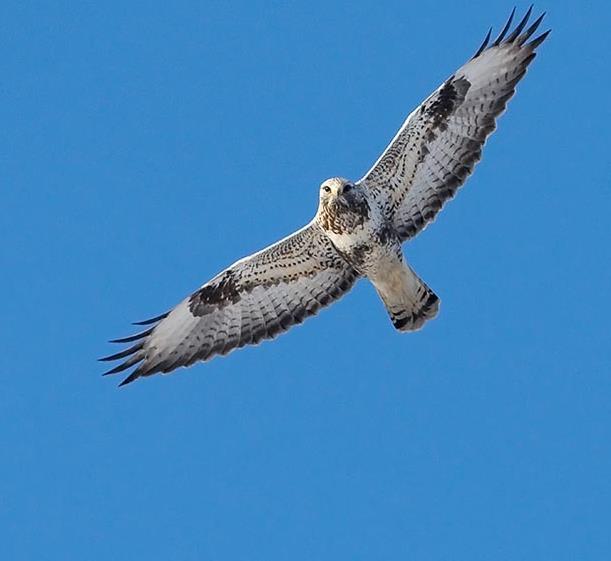 FJÄLLVRÅK Foto: Okänd/Internet Namn Fjällvråk (Rough-legged Buzzard) Buteo Lagopus Längd (cm)