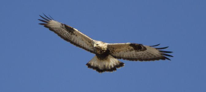 på vinterhalvåret. Egentligen flyttfågel och ses därför mest under flyttning vår och höst.