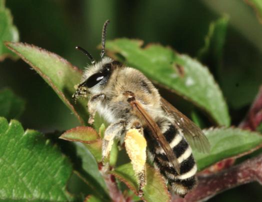 Lusernbi (Melitta leporina) (natureconservationimagining.com) Macropis - lysingbin Det finns endast en art av Macropis i Sverige, M.