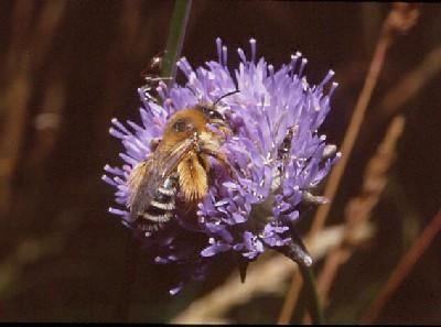 (natureconservationimagining.com) Dasypoda - byxbin Dessa kännetecknas av lång behåring på bakbenen.