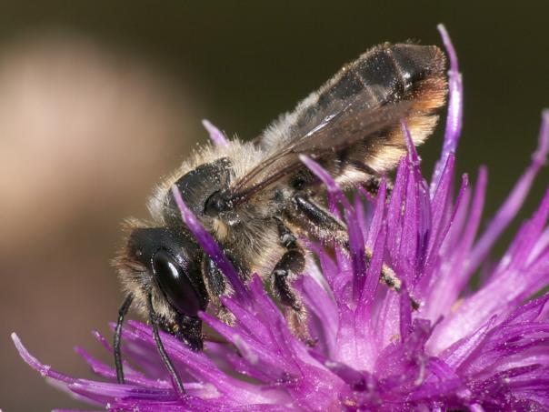 Megachile (tapetserarbin) och Coelioxys (kägelbin) Båda dessa släkten utgörs av robusta bin, där tapetserarbin är värdar till kägelbin.