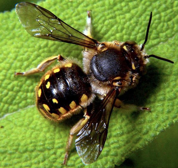 De snarlika Hoplitis- arterna är ofta något mer robusta, och väggbi (Heriades) är mindre och utnyttjar enbart korgblommiga växter, gärna