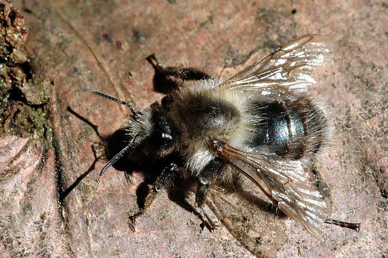 avseende på bo- parasitering, å andra sidan stora arter med utvecklad pollen- specialisering.
