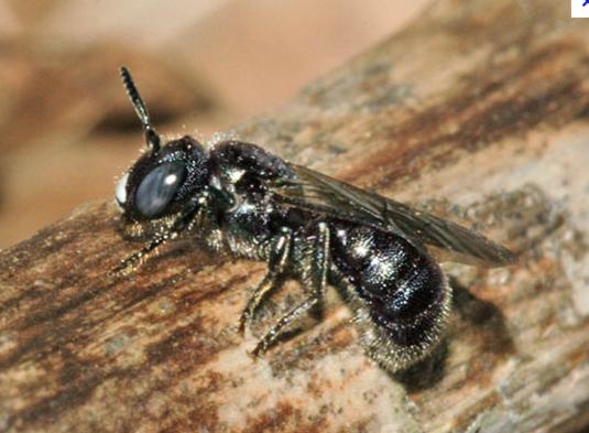 Sjödin) Tre små bo- bildande släkten Snickarbiet (Xylocopa violacea) påträffades första gången i Uppsala 2005, men fyndet är udda och det är mindre troligt att arten kan överleva i Sverige.