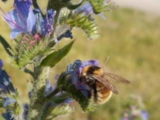 7. Svenska bin Långtungebin:sociala bin (Apidae:Apinae) Sociala bin kan delas in i semi- sociala humlor (Bombus) och eu- sociala honungsbin (Apis).