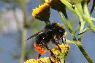 Ljus jordhumla (B. lucorum) samlar ståndarmjöl på sälg. Den ljusa jordhumlan är en viktig pollinerare av bl.a. klöver och är betydelsefull inom jordbruket.