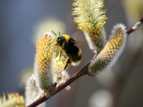 Stenhumla (Bombus lapidarius), hane som suger nektar från renfana (Tanacetum vulgare). (N.E 