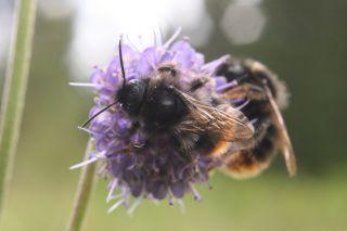 De kan därför inte bilda egna samhällen utan låter andra humlor föda upp deras avkomma. Två stensnylthumle- hanar (Bombus rupestris) i Succisa- blomma. (N.E.