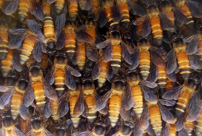Genomsnittlig årsproduktion av honung: 50-80 kg.