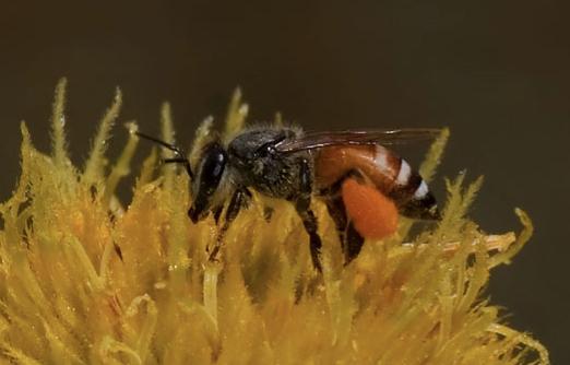 cerana utför danserna på en lodrätt yta). Dvärghonungsbi (Apis florea) (blogspot com.