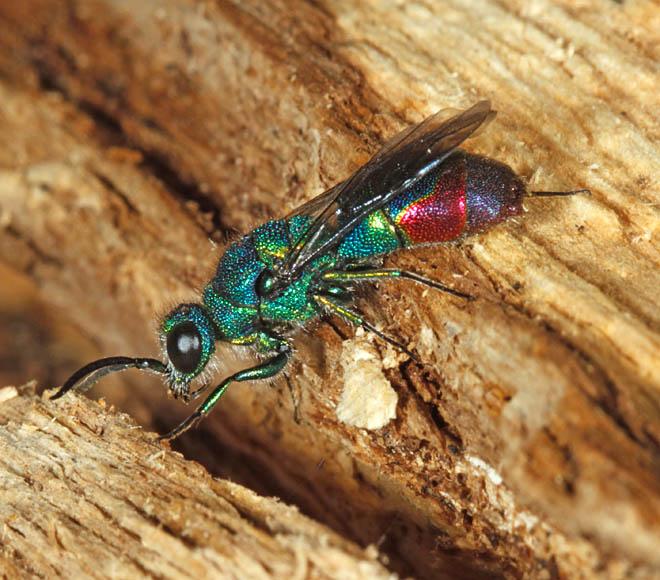 anthrax). Stor svävfluga (Bombylius major) (t.v.) kan stå still i luften och suga nektar eller identifiera lämpliga bohål av fr a bin som lever i jordbon.