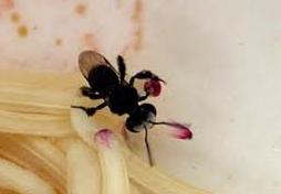 Socialitet Bland gaddsteklarna har socialitet utvecklats hos helt olika arter, förutom hos en del bin även hos getingar (Vespidae) och myror (Formicidae).