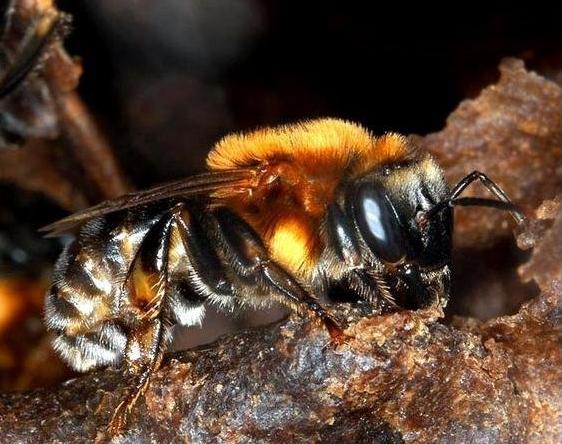 Melipona subnitida (treknature.com). Kort- och långtungade bin Tunglängden är en anpassning till att nå ner i olika djupa blommor.