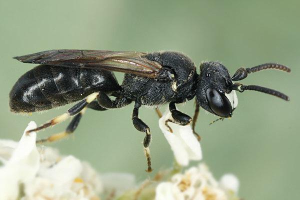 1. Svenska bin - korttungebin (Colletidae) Familjen utgörs av två släkten; citronbin (Hylaeus) och sidenbin (Colletes).