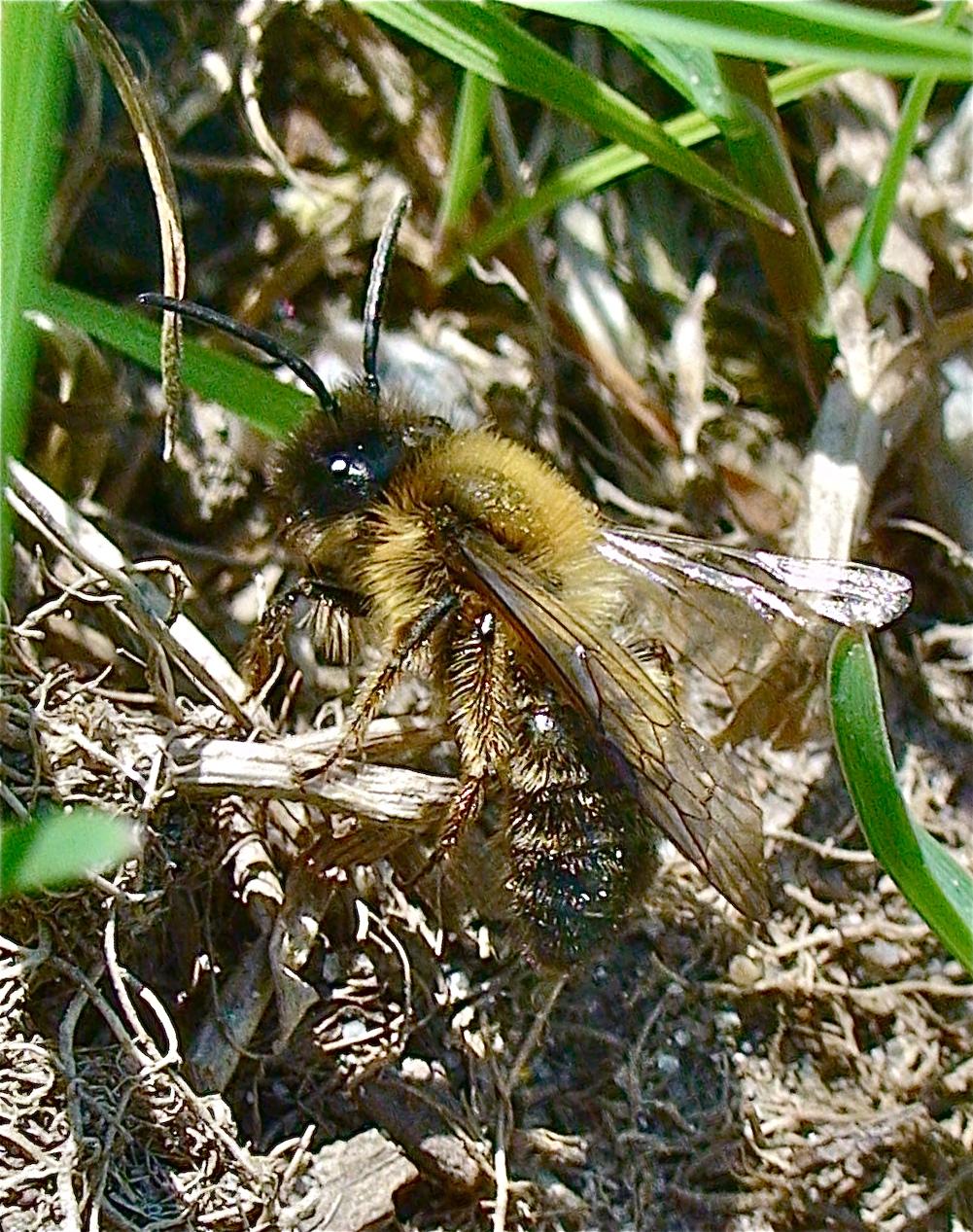Citronbina är små bin med en längd på mellan 4 och 8 millimeter.