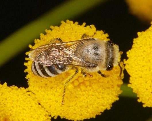 Vårsidenbi (Colletes cunicularius) är betydligt större än släktingarna, det flyger på våren (april- maj) och är oligolektiskt på Salix- arter (sälg, gråvide, krypvide, jolster, svartvide m fl).