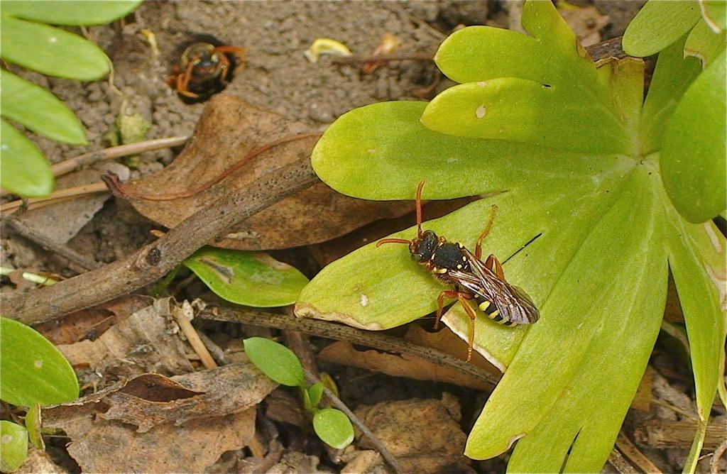 Sälgsandbi, (Andrena vaga) (ag- burgwald.de och wikimedia.