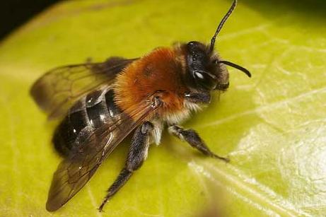 com) Väpplingsandbiet (Andrena gelriae) är knuten till ärtväxter, främst getväppling och är därför starkt hotat. Rödlistad. 3.