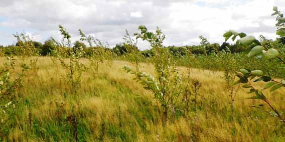 Föryngring med poppel och hybridasp på skogs- och åkermark Poppelplantering, Häckeberga gods. Foto: Per-Ola Engerup.