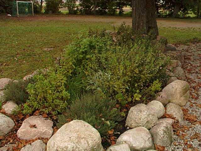 Sida 1 av 5 Kryddväxter på skolgården Karin Hjelmér, för Naturskolan i Lund, september 2001 Varför kryddväxter på skolgården? Kryddväxter är lättodlade. De flesta är torktåliga.