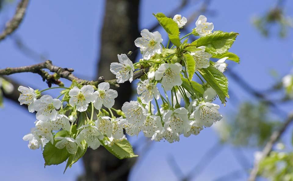 Avslutning i Köpings kyrka 2017 Välkomsthälsning Sång Tal Stipendium till Ingemar Johanssons minne Sång Tal av elev Tal Psalm, Den blomstertid nu kommer