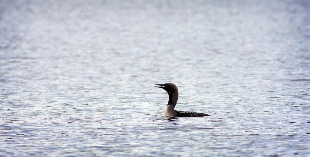 Sammanfattning SABINE LIND I Jönköpings län finns tusentals sjöar och vattendrag. Många av dem har stora natur- och kulturvärden. Att vi vårdar våra vatten är av avgörande betydelse för många arter.