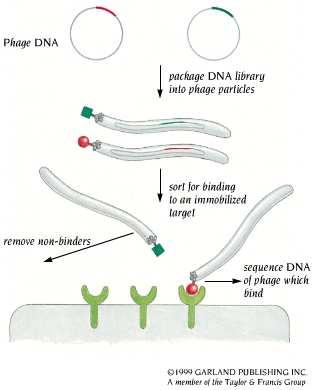 Fagdisplay teknik Varianterna klonas in i virusvektor Genen uttrycks som fusionsprotein på ytan av viruset Selektera efter