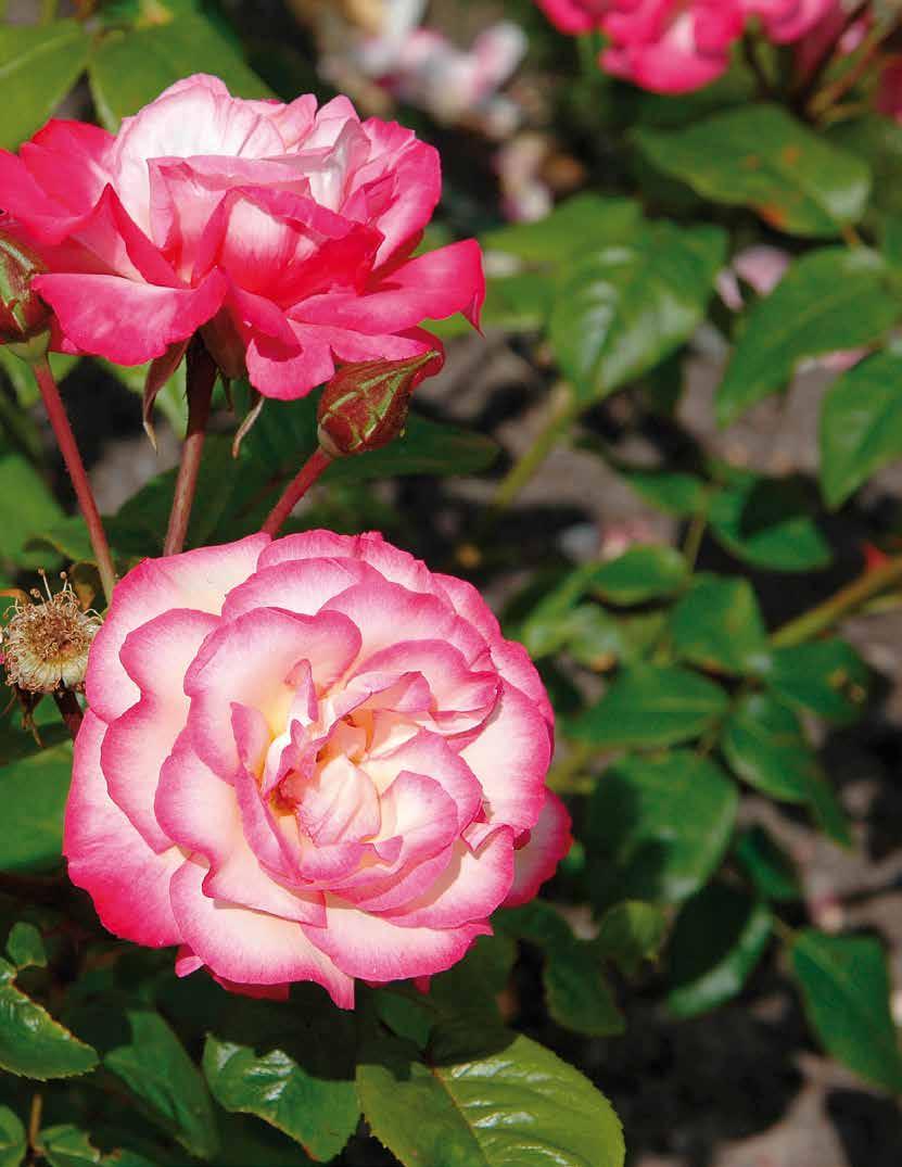 Våren 2017 1 2 3 Fyra underbara & friska rosor som