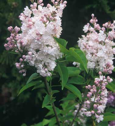 Syringa vulgaris Andenken an Ludwig Späth Madame Lemoine Den vackraste vita syrenen med dubbla, väldoftande blommor i fyllda