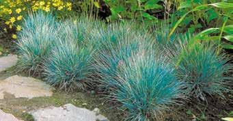 Festuca glauca Rödbladig kärleksört 40-50 cm hög med buskigt, grenat växtsätt.