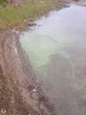Sommarblomningar av blågröna alger Årets första algblomning uppstod i Ulvviken vid Omnefjärden, Kramfors kommun, den 31 maj.