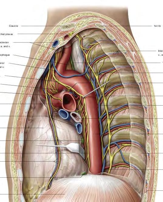 Aorta