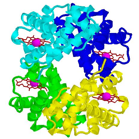 Tenta 1 Cellbiologi ht 2015 Grundbegrepp 1. På bilden ser du hemoglobin. A. Beskriv de fyra strukturella nivåerna i hemoglobinmolekylen (1p). B. Märk ut en subenhet, en prostetisk grupp samt en sekundärstruktur i molekylen (1p).